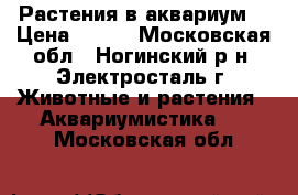 Растения в аквариум. › Цена ­ 200 - Московская обл., Ногинский р-н, Электросталь г. Животные и растения » Аквариумистика   . Московская обл.